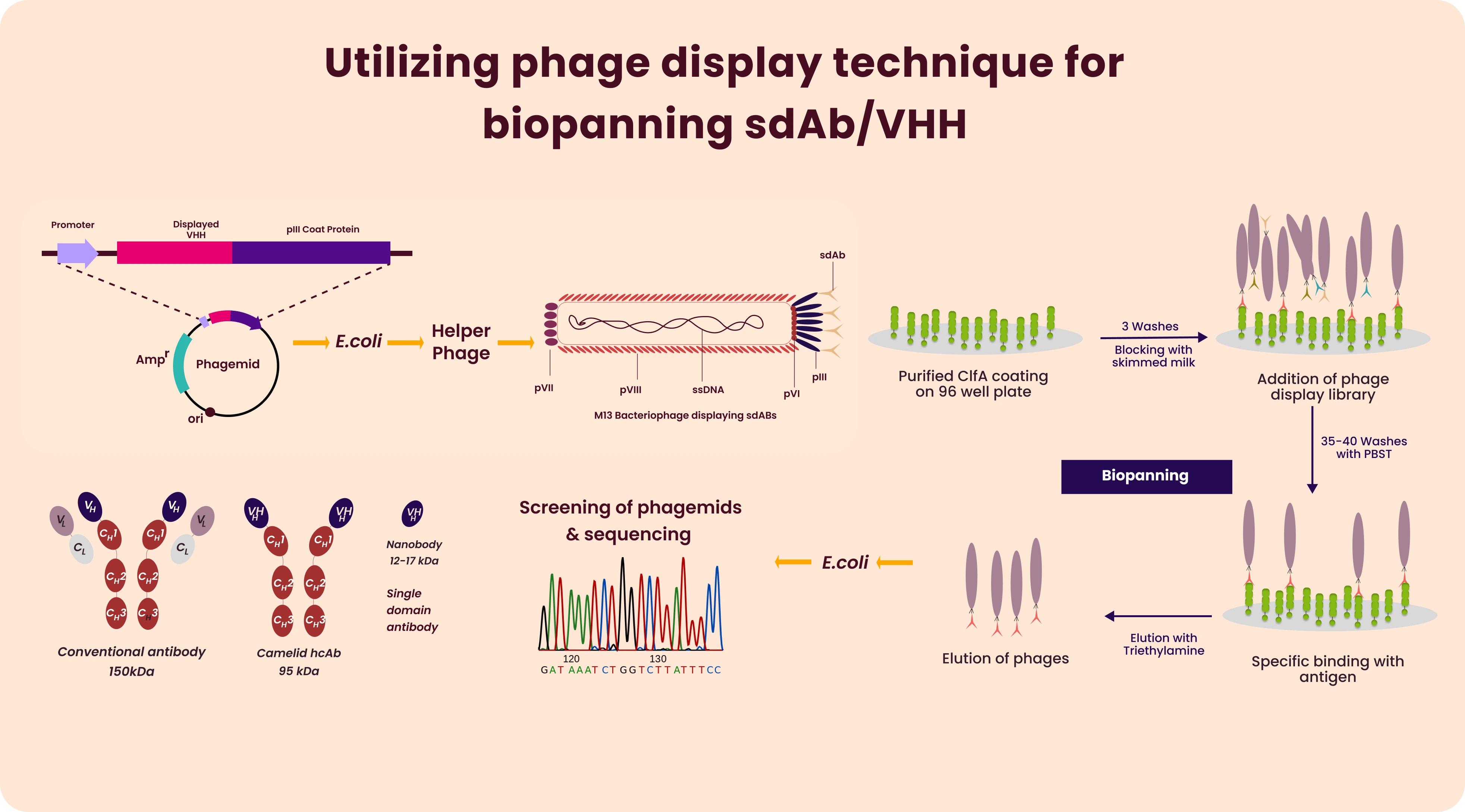 Phage Display