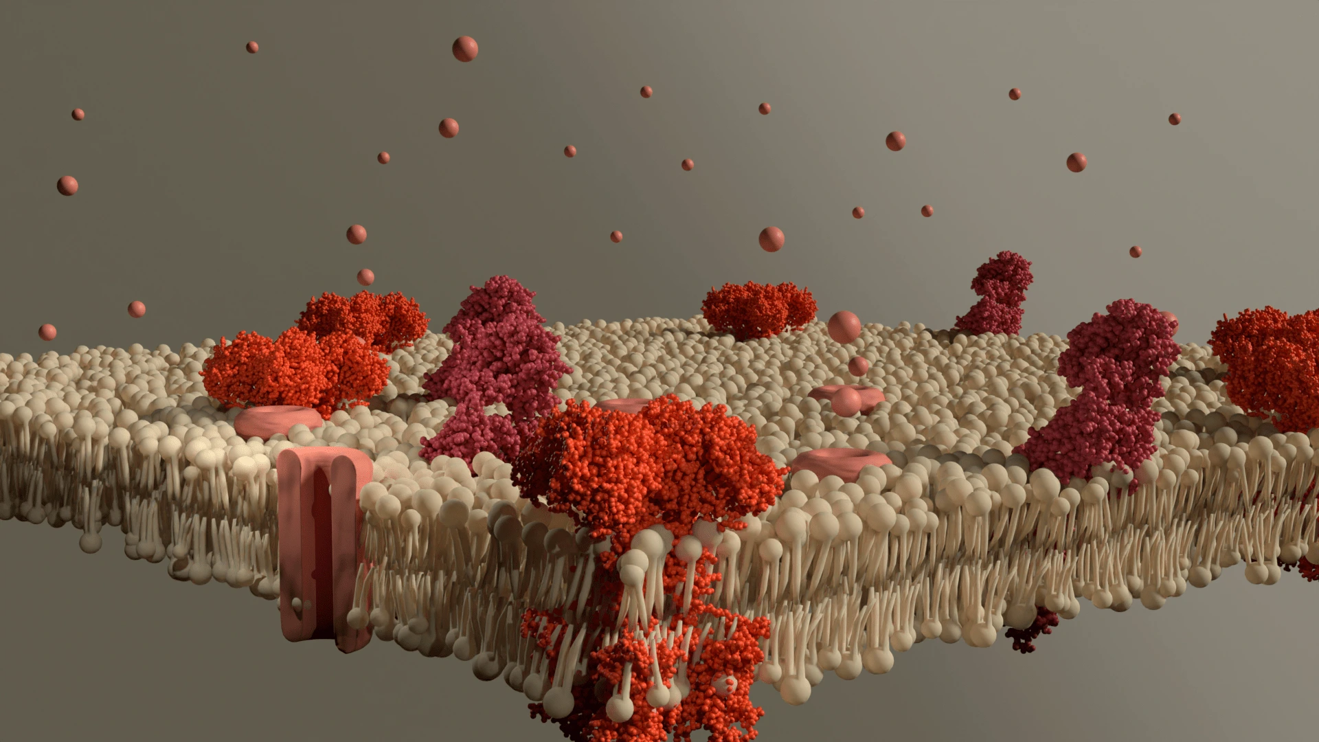 Plasma Membrane