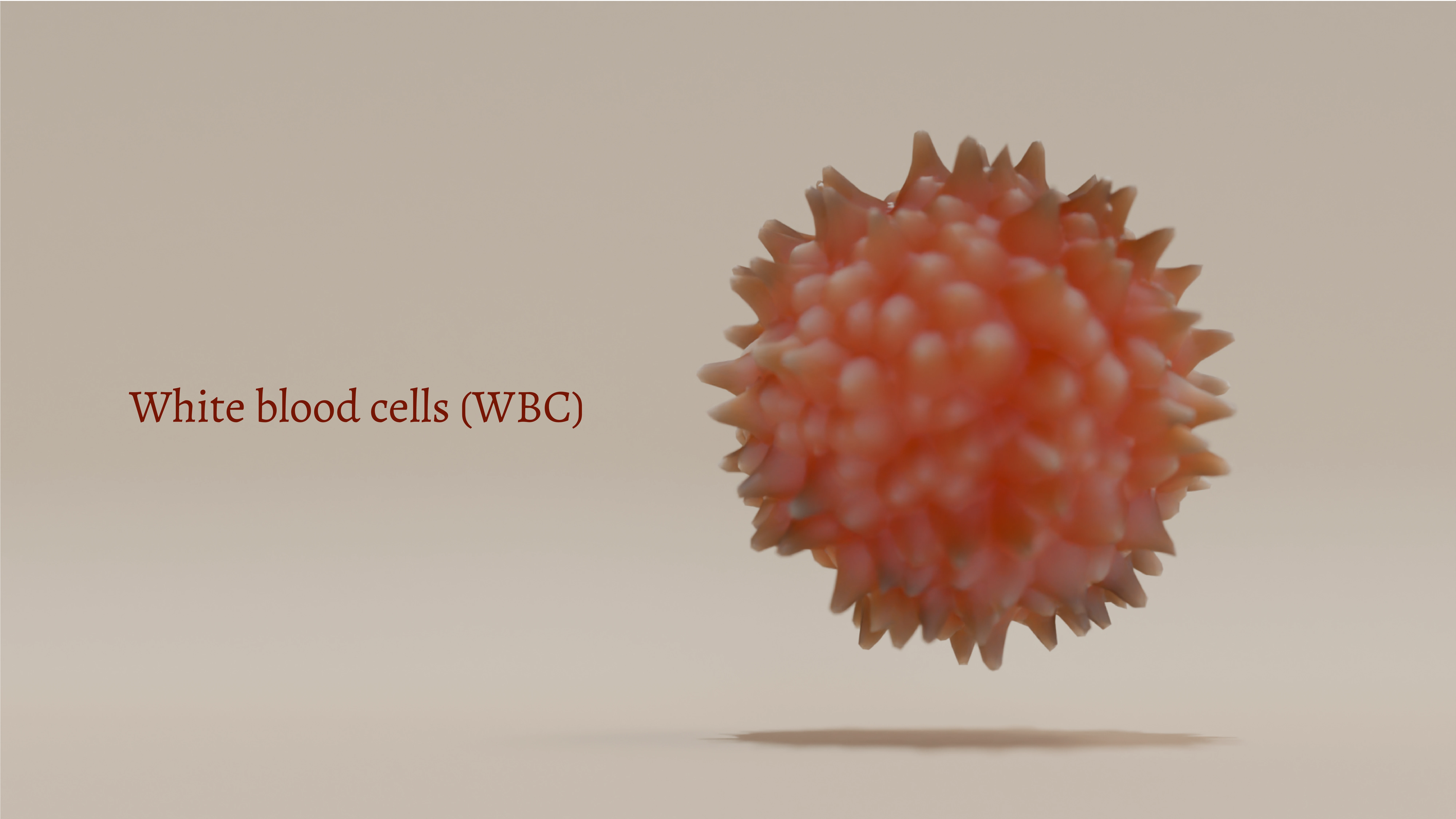 White Blood Cell